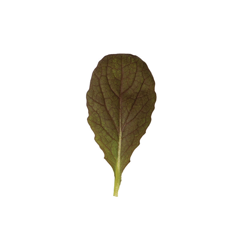 Red Giant Mustard Greens