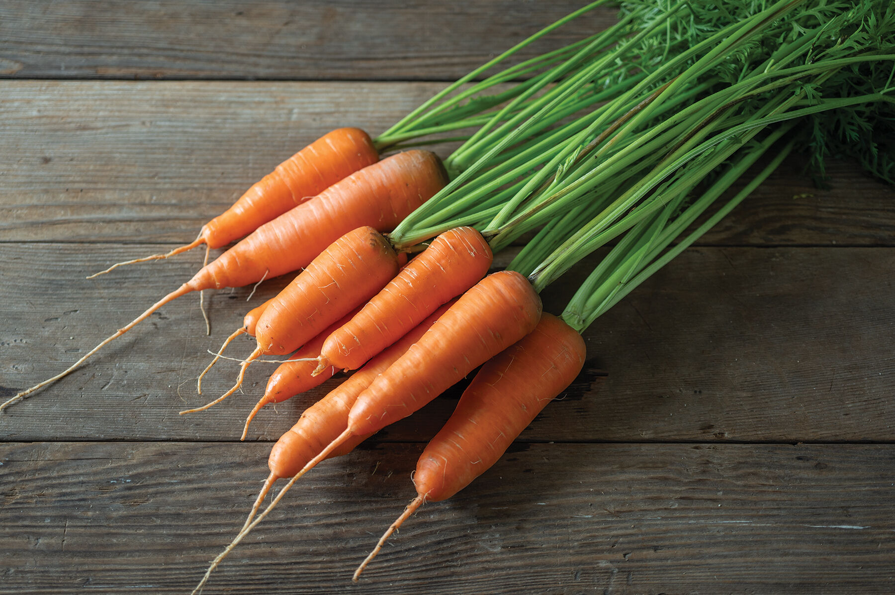 the carrot seed キャロットシード　にんじんのたね THE CARROT SEED にんじんのたね ≪信じたこと続ける事