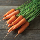 Shin Kuroda Early Carrots