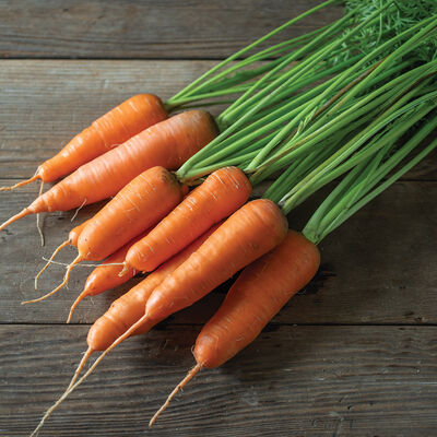 Shin Kuroda Early Carrots