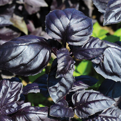 Amethyst Improved Amethyst Improved Purple Basil