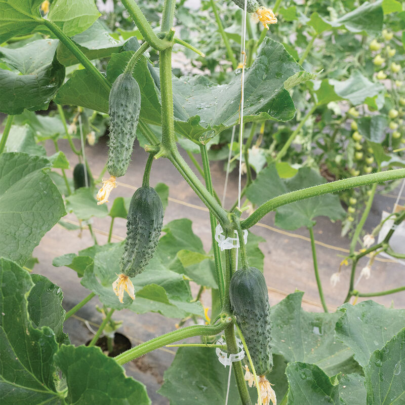 Excelsior Pickling Cucumbers