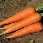 Hercules Main Crop Carrots
