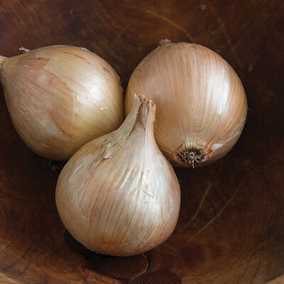 Ailsa Craig Full-Size Onions