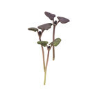 Basil, Dark Opal Microgreen Herbs
