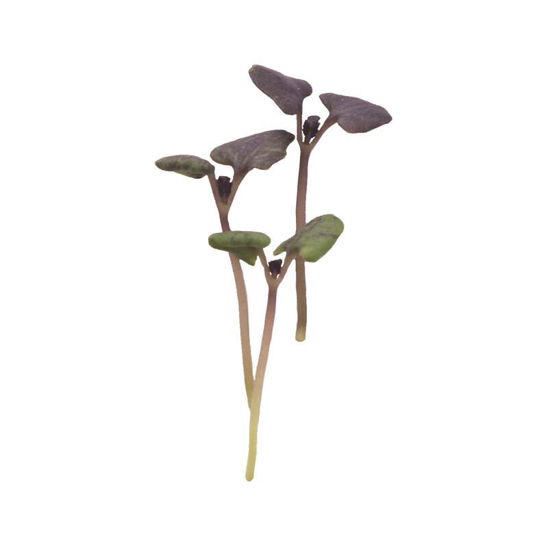 Basil, Dark Opal Microgreen Herbs