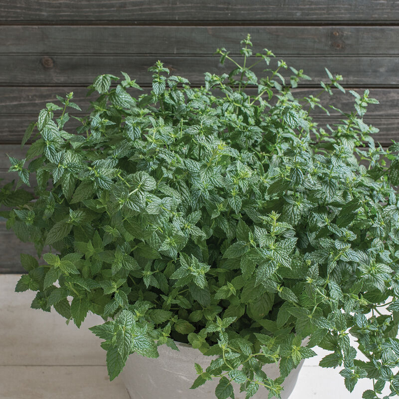 Common Mint Common Mint Mint