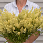 Sylphid Celosia