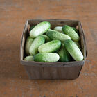 Quirk Specialty Cucumbers