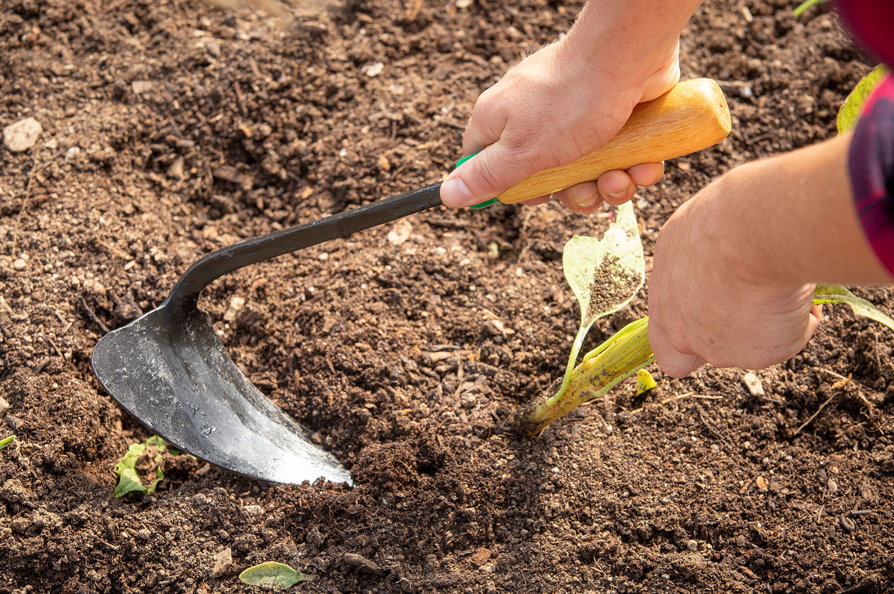 Ho-Mi EZ Digger Transplanters