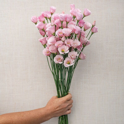 Viviana&trade; Pink Lisianthus