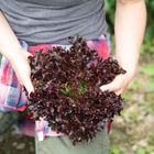 Salanova® Red Tango Salanova® Lettuce