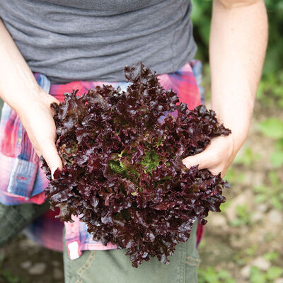 Salanova® Red Tango Salanova® Lettuce