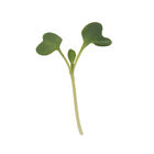 Tatsoi Microgreen Vegetables