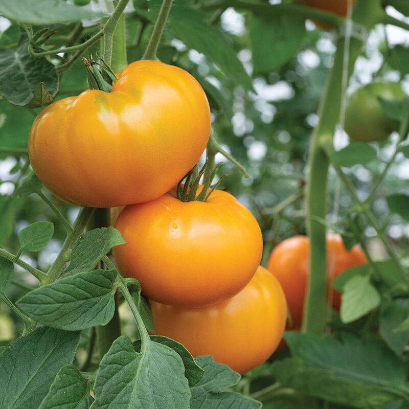 Marmango Beefsteak Tomatoes