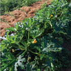 Maveric Summer Squash