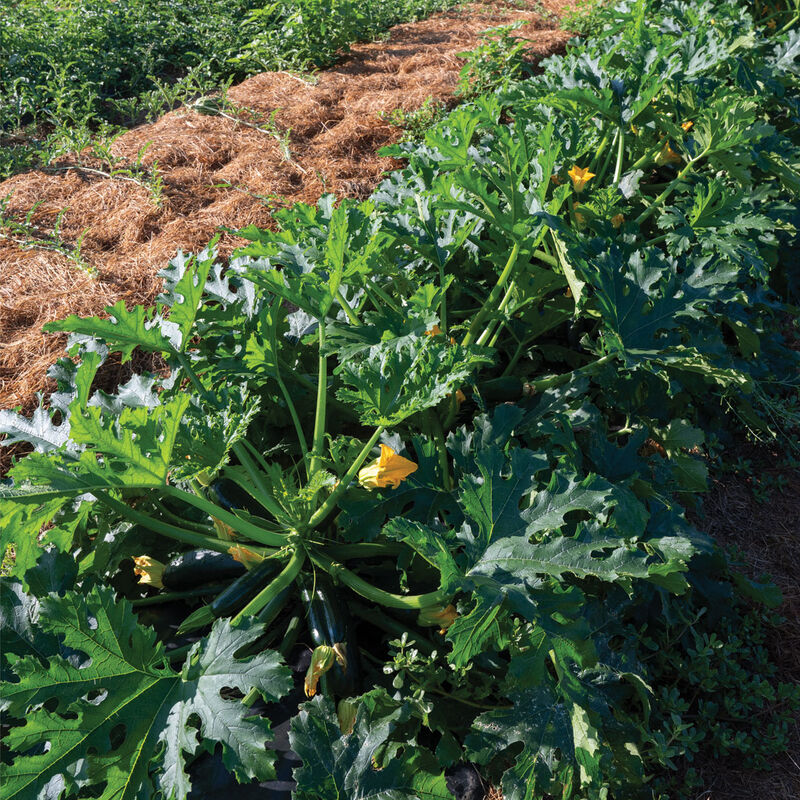 Maveric Summer Squash