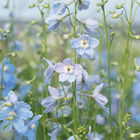 Cliveden Beauty Delphinium