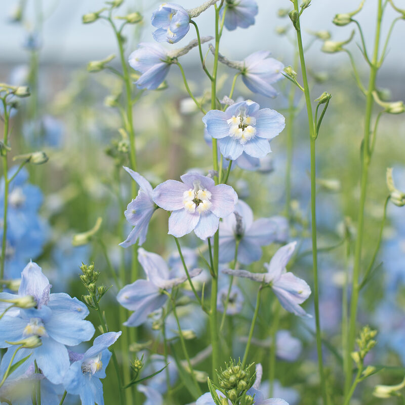 Cliveden Beauty Delphinium