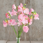 Elegance Pink Diana Elegance Pink Diana Sweet Peas