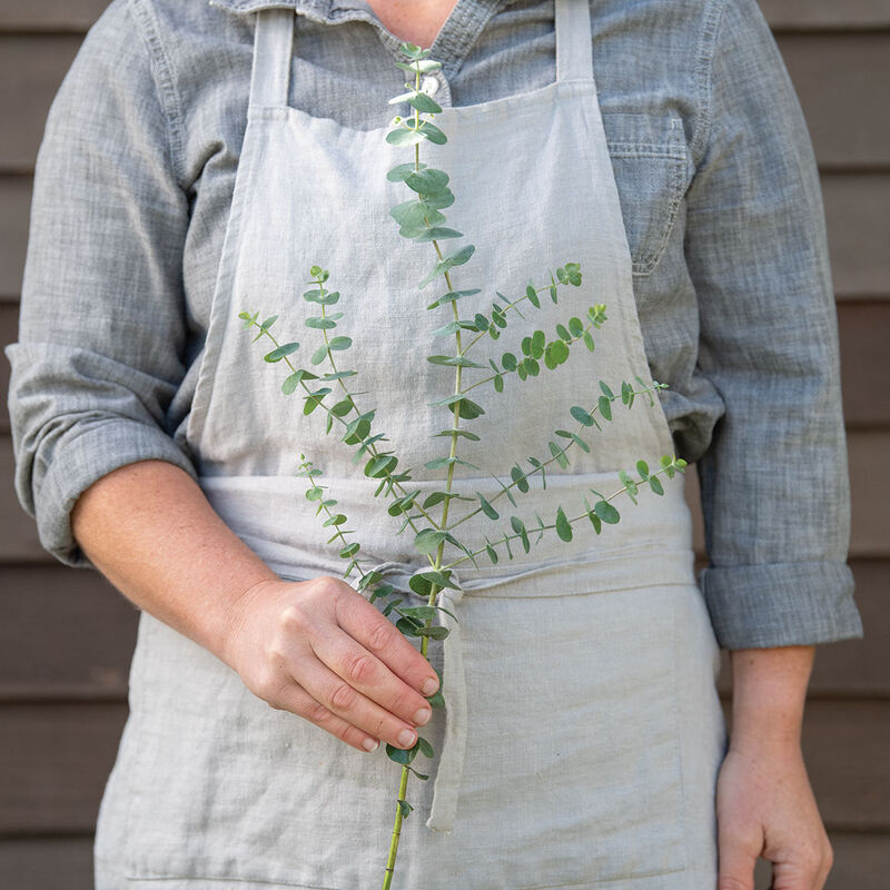 Eucalyptus 'Baby Blue