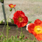 Champagne Bubbles Scarlet Poppy