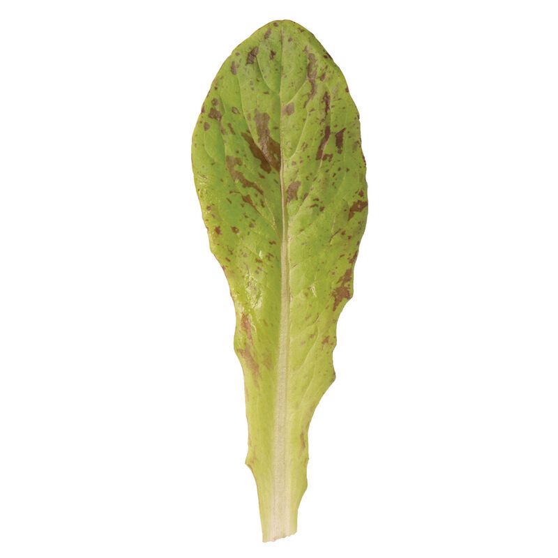 Flashy Trout Back Romaine Lettuce (Cos)