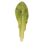 Flashy Trout Back Romaine Lettuce (Cos)