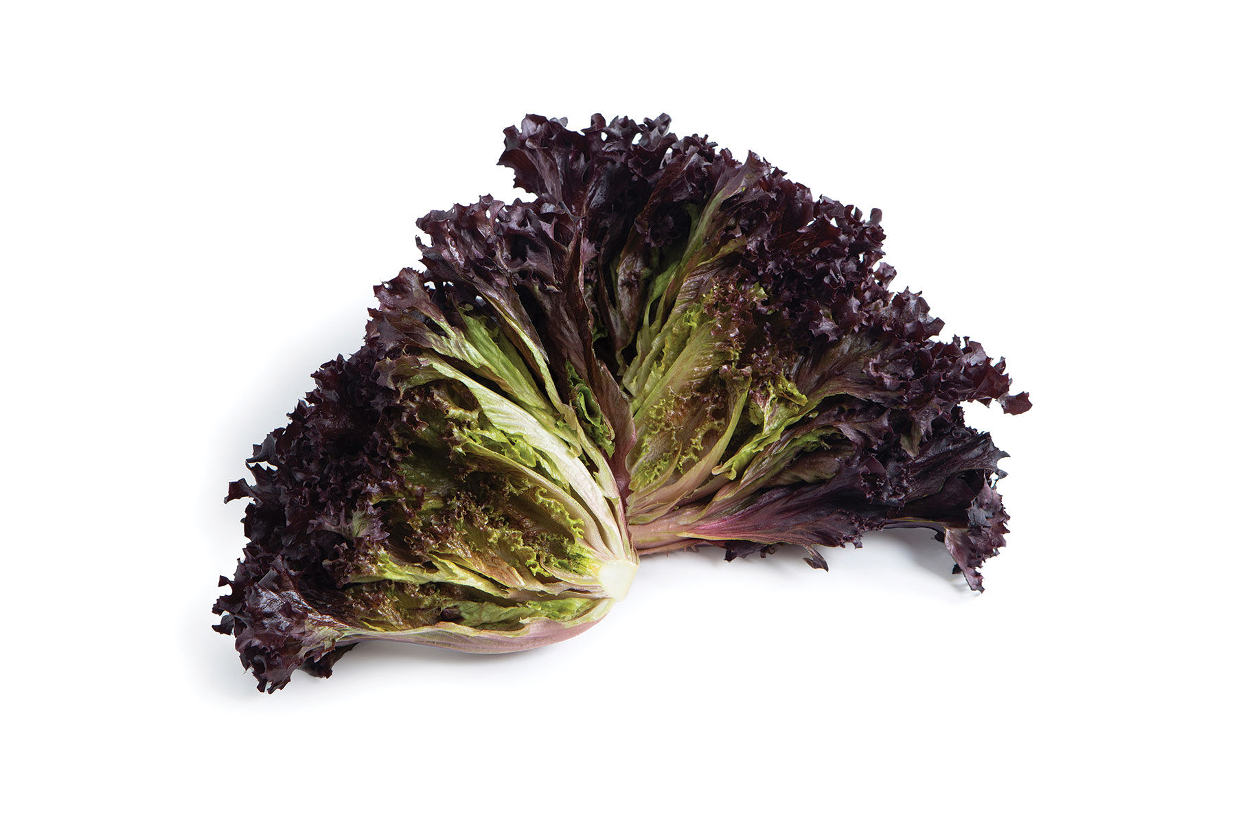 Sunagri - Pelleted Lettuce Seed | Johnny's Selected Seeds