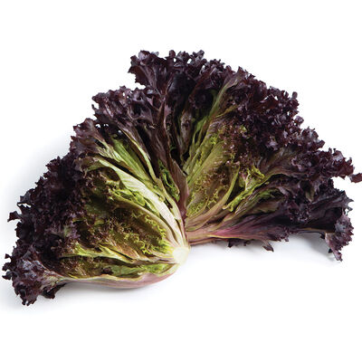 Sunagri CrunchLeaf Lettuce