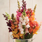 Costa II Mix Snapdragon