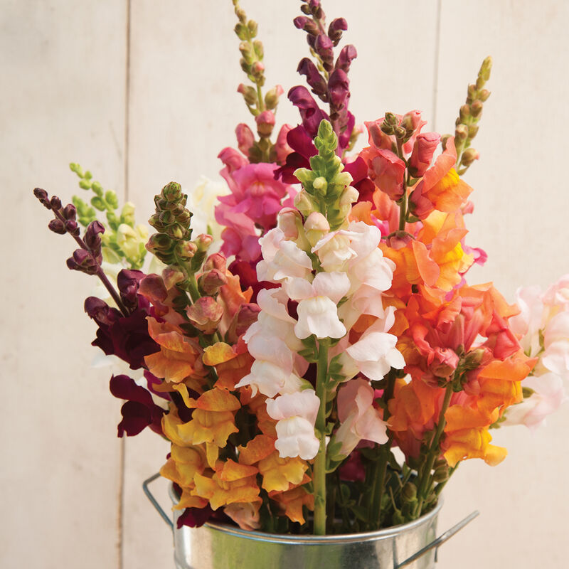 Costa II Mix Snapdragon