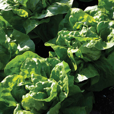 Adriana Butterhead Lettuce (Boston)