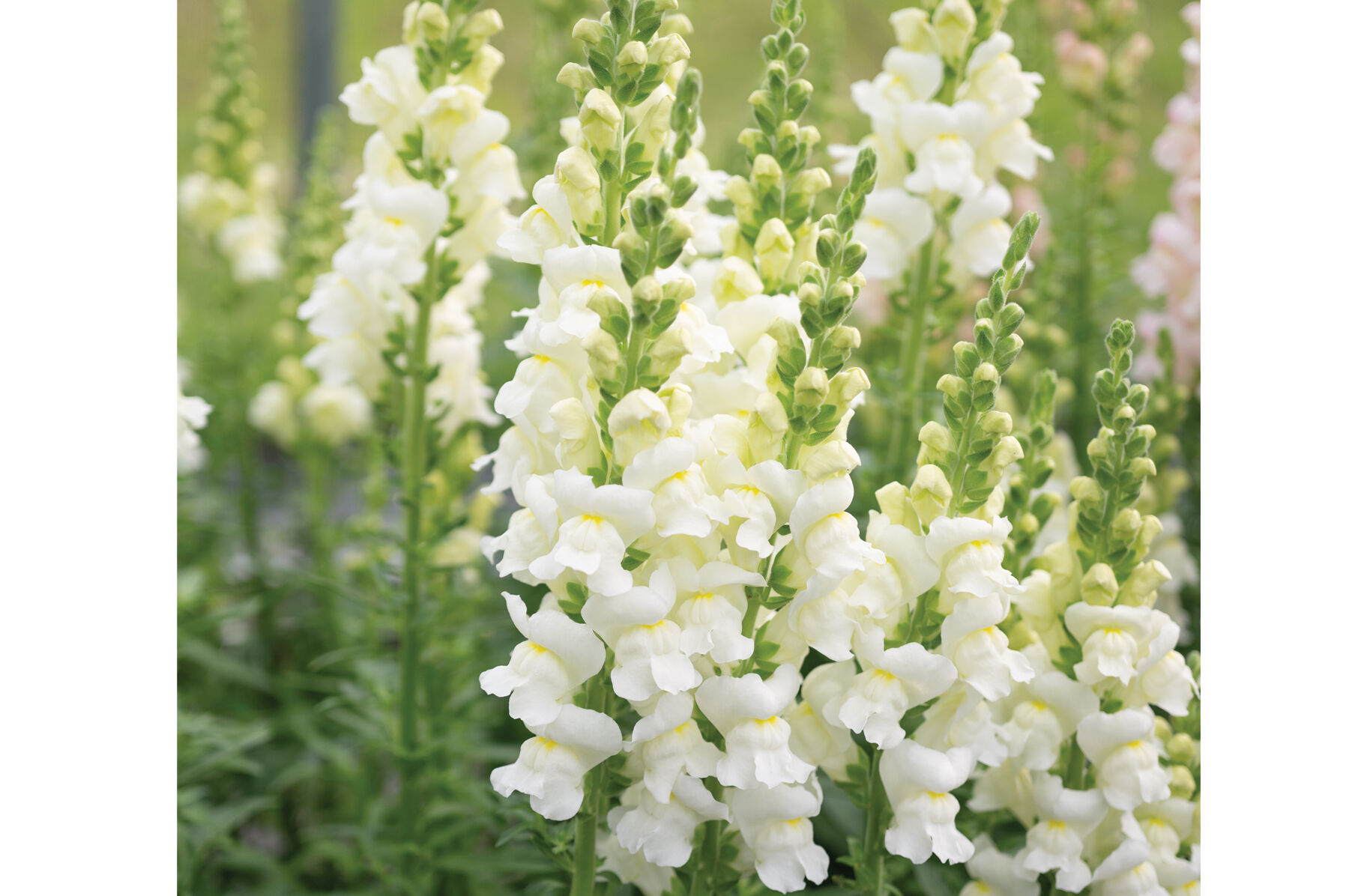 アイボリー2 Avignon Ivory II - (F1) Snapdragon Seed | Johnny's Selected Seeds