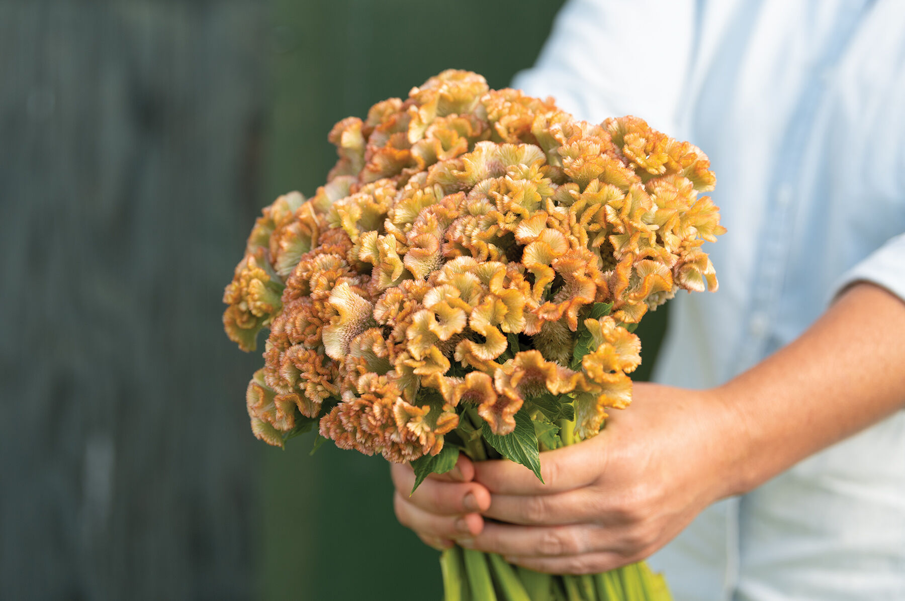 Johnny's Selected Seeds Crystal Beauty Celosia Seed