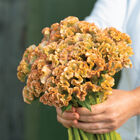 Crystal Beauty Celosia