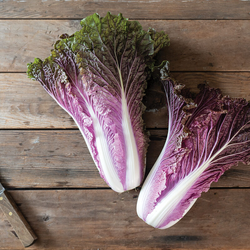 Red Trumpet Chinese Cabbage