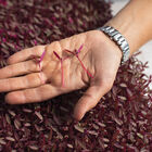 Amaranth, Garnet Red Microgreen Vegetables