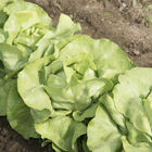 Mirlo Butterhead Lettuce (Boston)