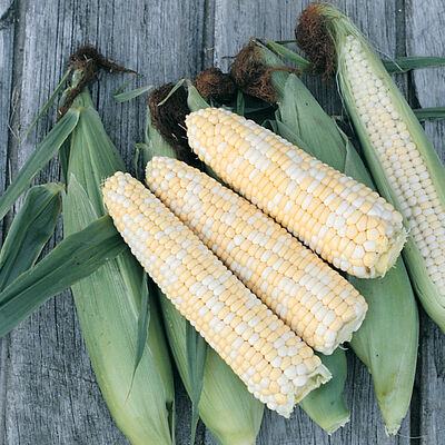 Double Standard Double Standard Sweet Corn