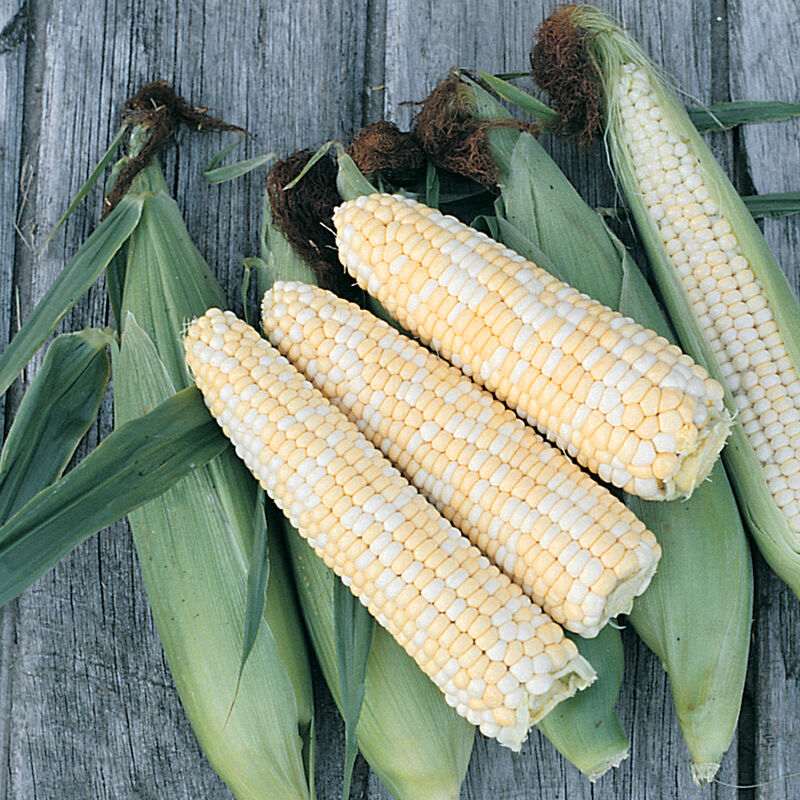 Double Standard Sweet Corn