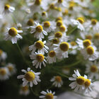 Common Chamomile Common Chamomile Chamomile