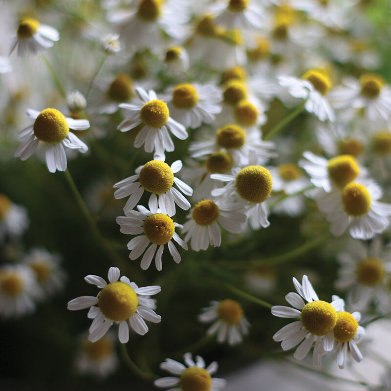 Common Chamomile Chamomile