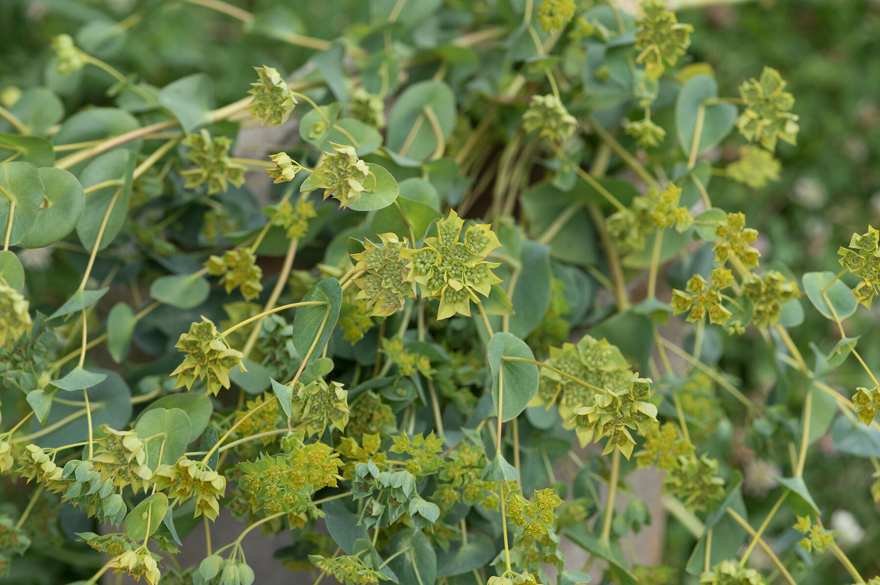 ハナサンゴ green & gold Green Gold - Bupleurum Seed | Johnny's Selected Seeds