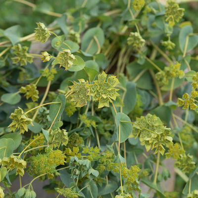 Green Gold Bupleurum