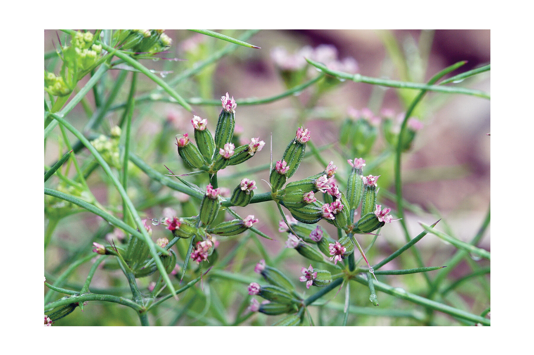 Cumin Herbs for Salad Mix