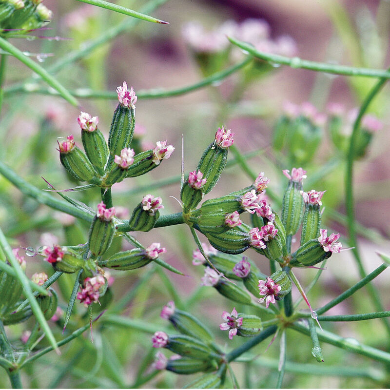 Cumin Herbs for Salad Mix