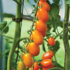 Santorange Grape Tomatoes