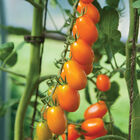 Santorange Santorange Grape Tomatoes