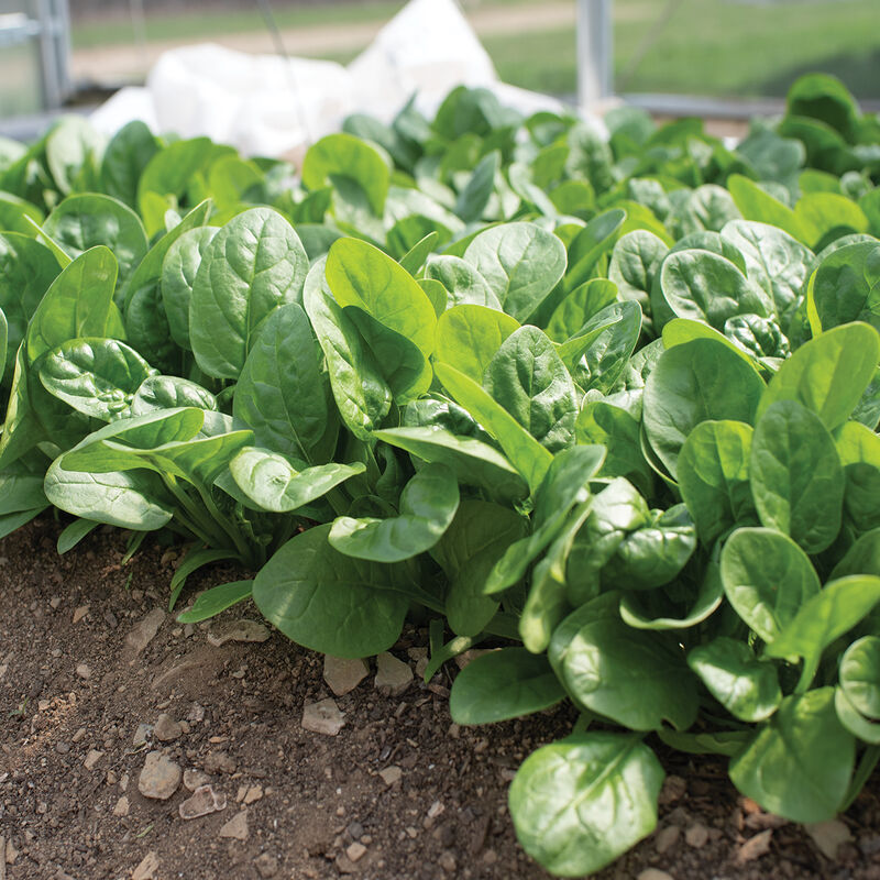 Rangitoto (F1) Spinach Seed Johnny's Selected Seeds